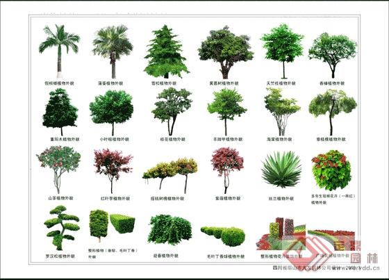 园林各式景观效果图植物图例