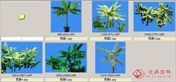 芭蕉-果树-灌木类——植物素材