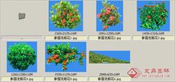 泰国龙船花-观花-灌木类——植物素材