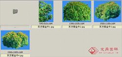 东方紫金牛-观姿-灌木类——植物素材