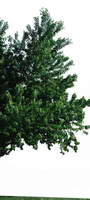 半棵及近景树130、前景树001——植物素材