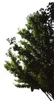 半棵及近景树177、前景树001——植物素材