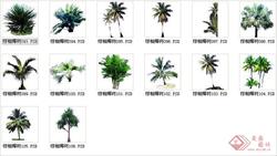 棕榈椰树素材九