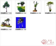 棕榈椰树素材十九