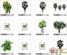 棕榈椰树素材十五