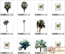 棕榈椰树素材十六