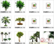 棕榈椰树素材十七