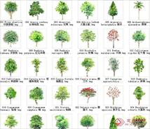 手绘园林植物立面图百例
