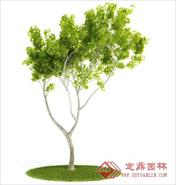 国外精品植物-树木-灌木3D模型12-5套1
