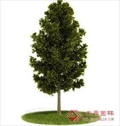 国外精品植物-树木-灌木3D模型12-5套2