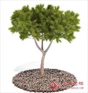 国外精品植物-树木-灌木3D模型12-5套3