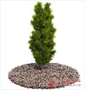 国外精品植物-树木-灌木3D模型12-5套4