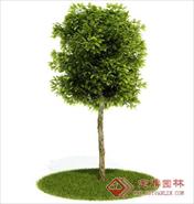 国外精品植物-树木-灌木3D模型12-5套5