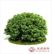 国外精品植物-树木-灌木3D模型10-5套3