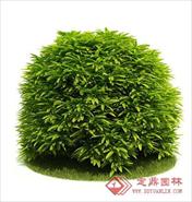 国外精品植物-树木-灌木3D模型10-5套4