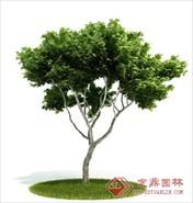 国外精品植物-树木-灌木3D模型10-5套1