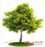 国外精品植物-树木-灌木3D模型10-5套2