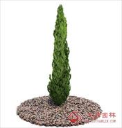 国外精品植物-树木-灌木3D模型9-5套4