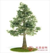 国外精品植物-树木-灌木3D模型8-5套2