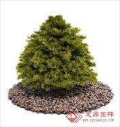 国外精品植物-树木-灌木3D模型8-5套3