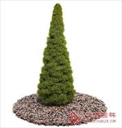 国外精品植物-树木-灌木3D模型8-5套4