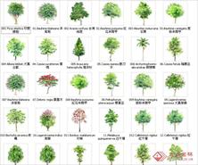 园林树木手绘120种