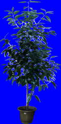 盆栽g044——盆景盆花植物素材