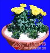盆栽g045——盆景盆花植物素材