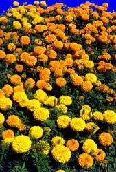 花草、花坛、花带、冠木球041植物花卉素材