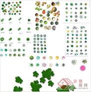 园林植物平面素材彩图－PSD