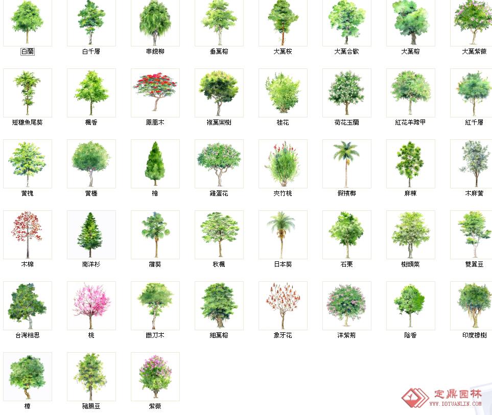 100种树木名称图片